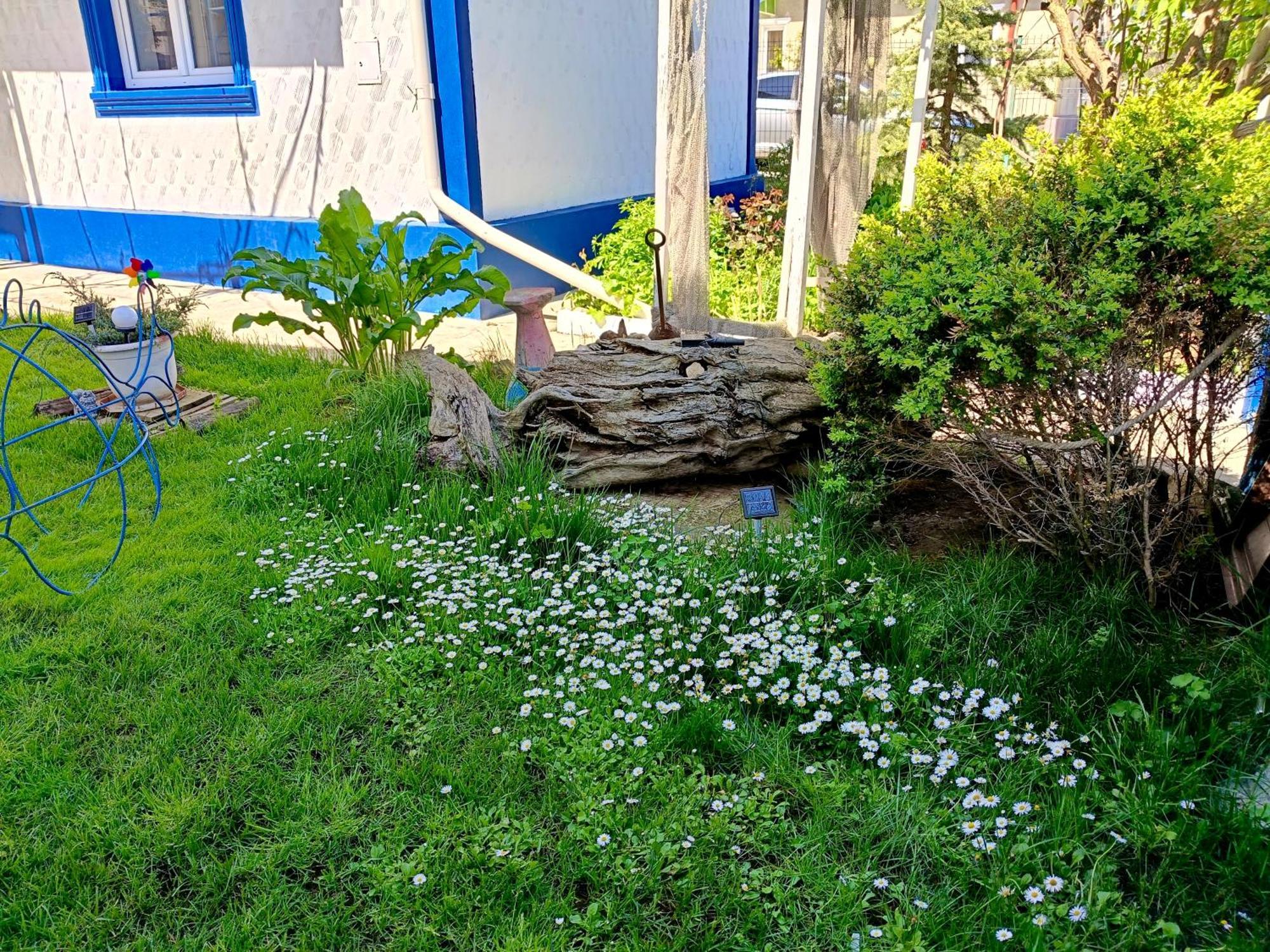 Casa Babica Guesthouse Costinesti Eksteriør bilde